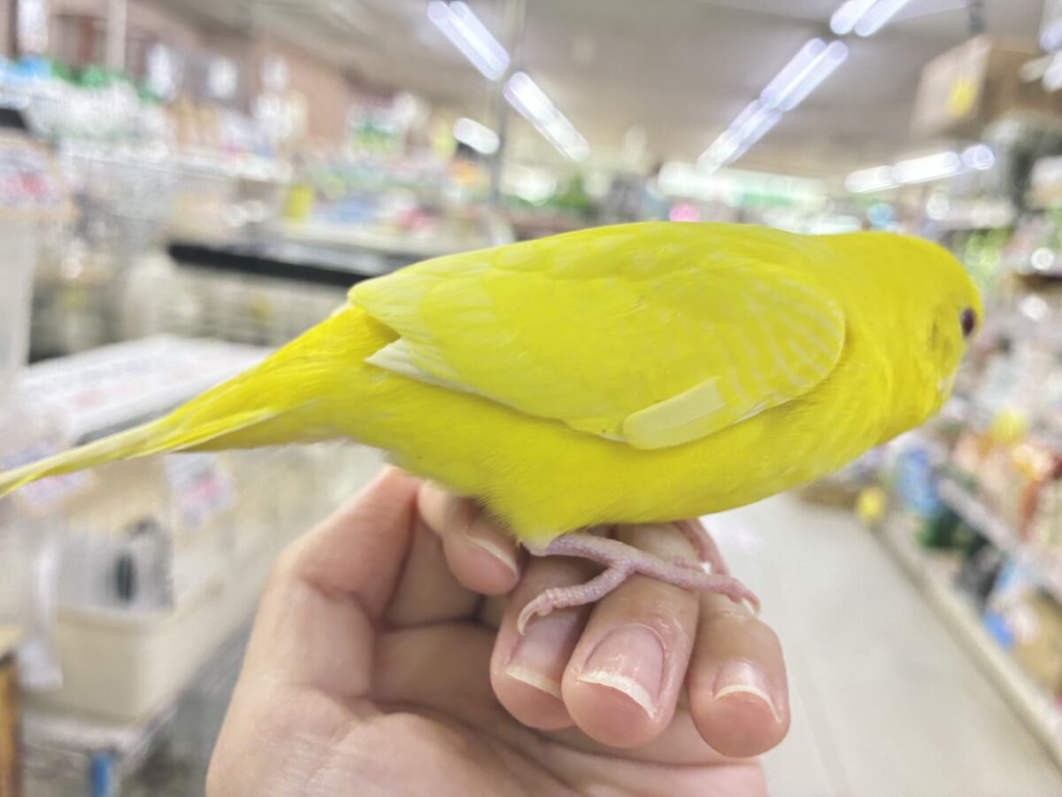 セキセイインコ