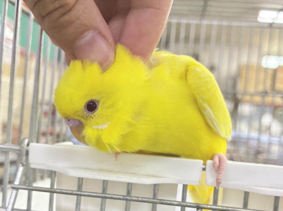 セキセイインコ