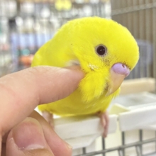 【最新画像更新☆☆】朽ちない！(^∞^)無限の向日葵畑🌻*.ﾟセキセイインコ(ルチノー/2026年7月生まれ)