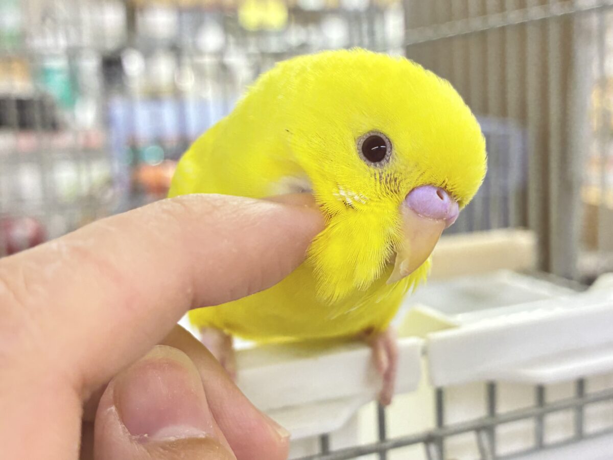 【最新画像更新☆☆】朽ちない！(^∞^)無限の向日葵畑🌻*.ﾟセキセイインコ(ルチノー/2026年7月生まれ)