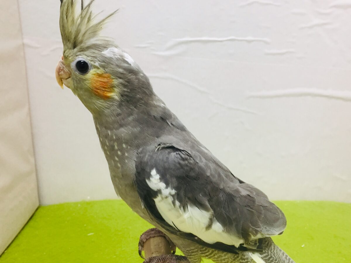 【🌟最新画像更新🌟】久々入舎!!ノーマルカラーのオカメインコさんがやってきましたよ~💛💛💛 オカメインコ