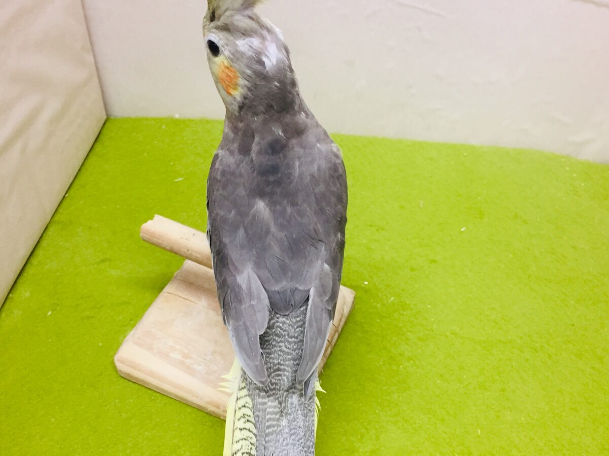 【🌟最新画像更新🌟】久々入舎!!ノーマルカラーのオカメインコさんがやってきましたよ~💛💛💛 オカメインコ