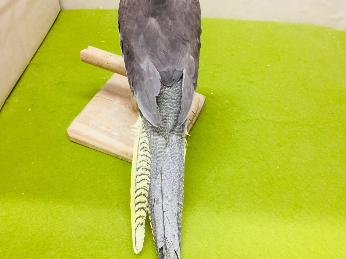 【🌟最新画像更新🌟】久々入舎!!ノーマルカラーのオカメインコさんがやってきましたよ~💛💛💛 オカメインコ