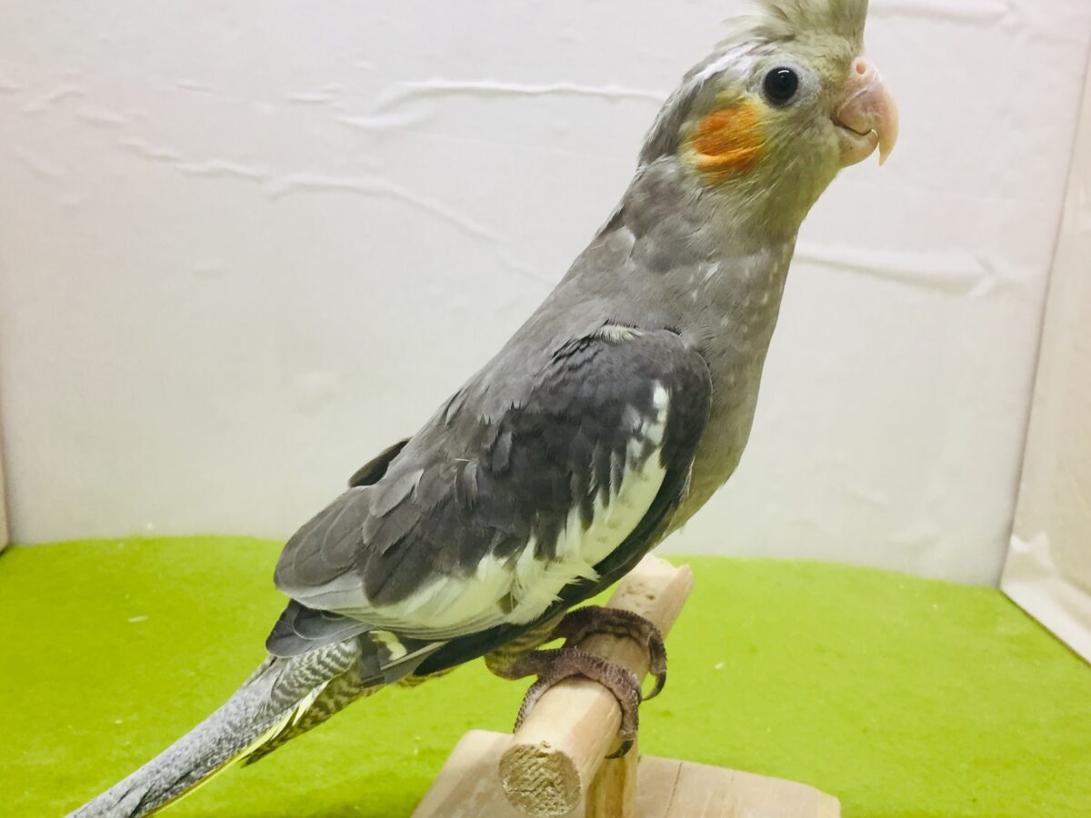 【🌟最新画像更新🌟】久々入舎!!ノーマルカラーのオカメインコさんがやってきましたよ~💛💛💛 オカメインコ