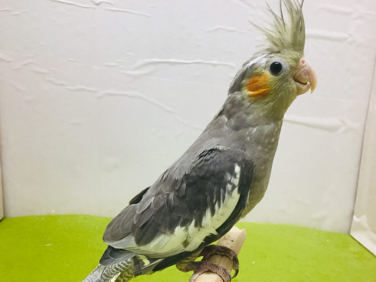 【🌟最新画像更新🌟】久々入舎!!ノーマルカラーのオカメインコさんがやってきましたよ~💛💛💛 オカメインコ
