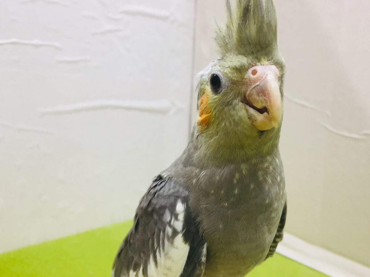 【🌟最新画像更新🌟】久々入舎!!ノーマルカラーのオカメインコさんがやってきましたよ~💛💛💛 オカメインコ