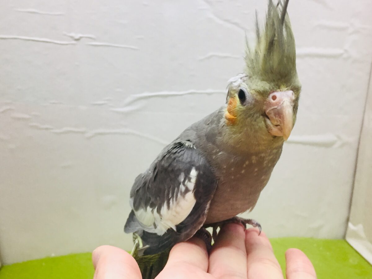 【🌟最新画像更新🌟】久々入舎!!ノーマルカラーのオカメインコさんがやってきましたよ~💛💛💛 オカメインコ