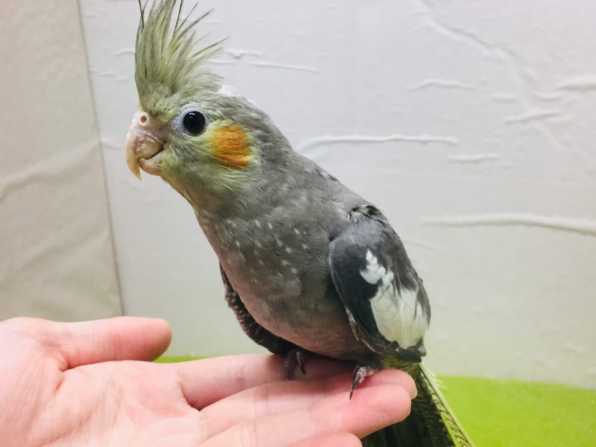 【🌟最新画像更新🌟】久々入舎!!ノーマルカラーのオカメインコさんがやってきましたよ~💛💛💛 オカメインコ