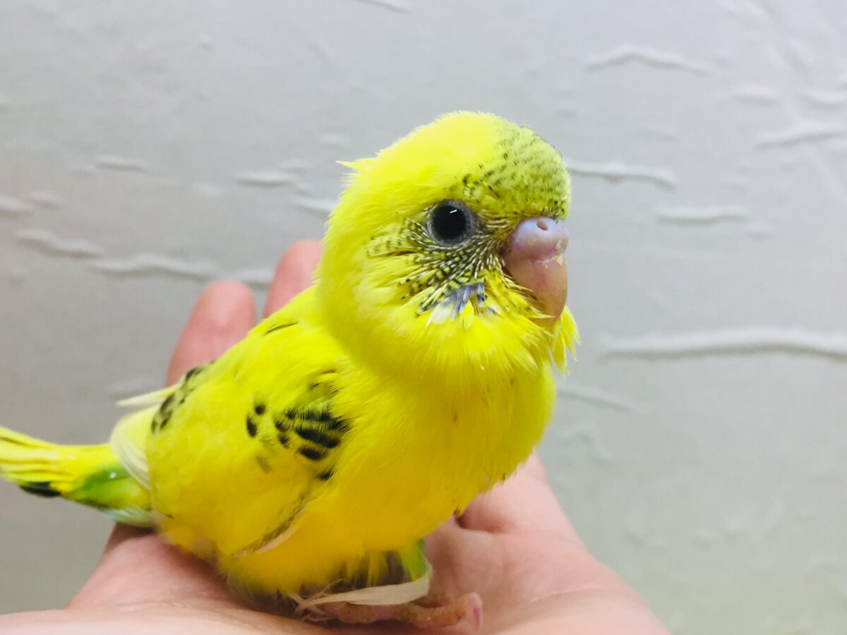 🌟🌟セキセイインコ(ハルクイン)🌟🌟 セキセイインコ