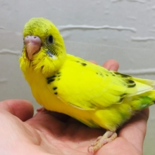 🌟🌟セキセイインコ（ハルクイン）🌟🌟