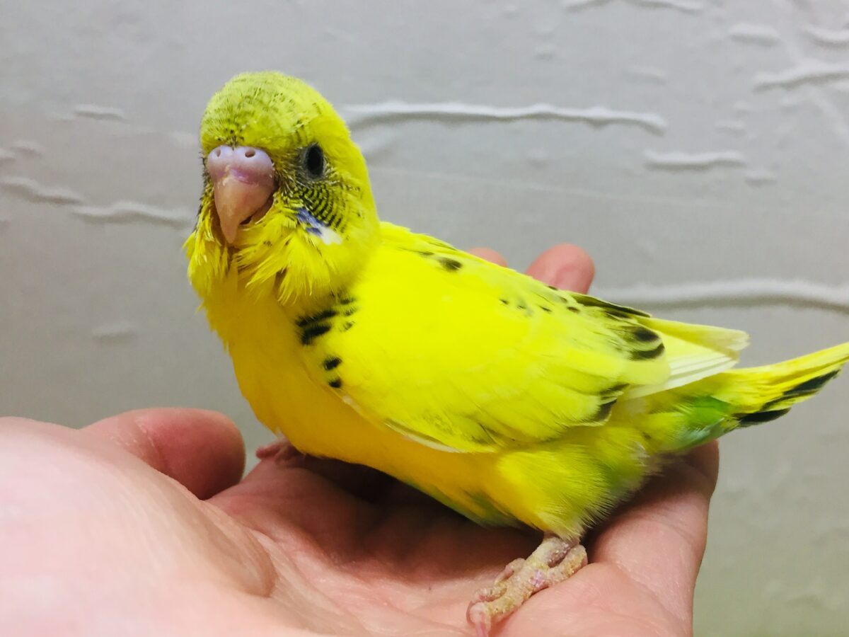 🌟🌟セキセイインコ(ハルクイン)🌟🌟 セキセイインコ