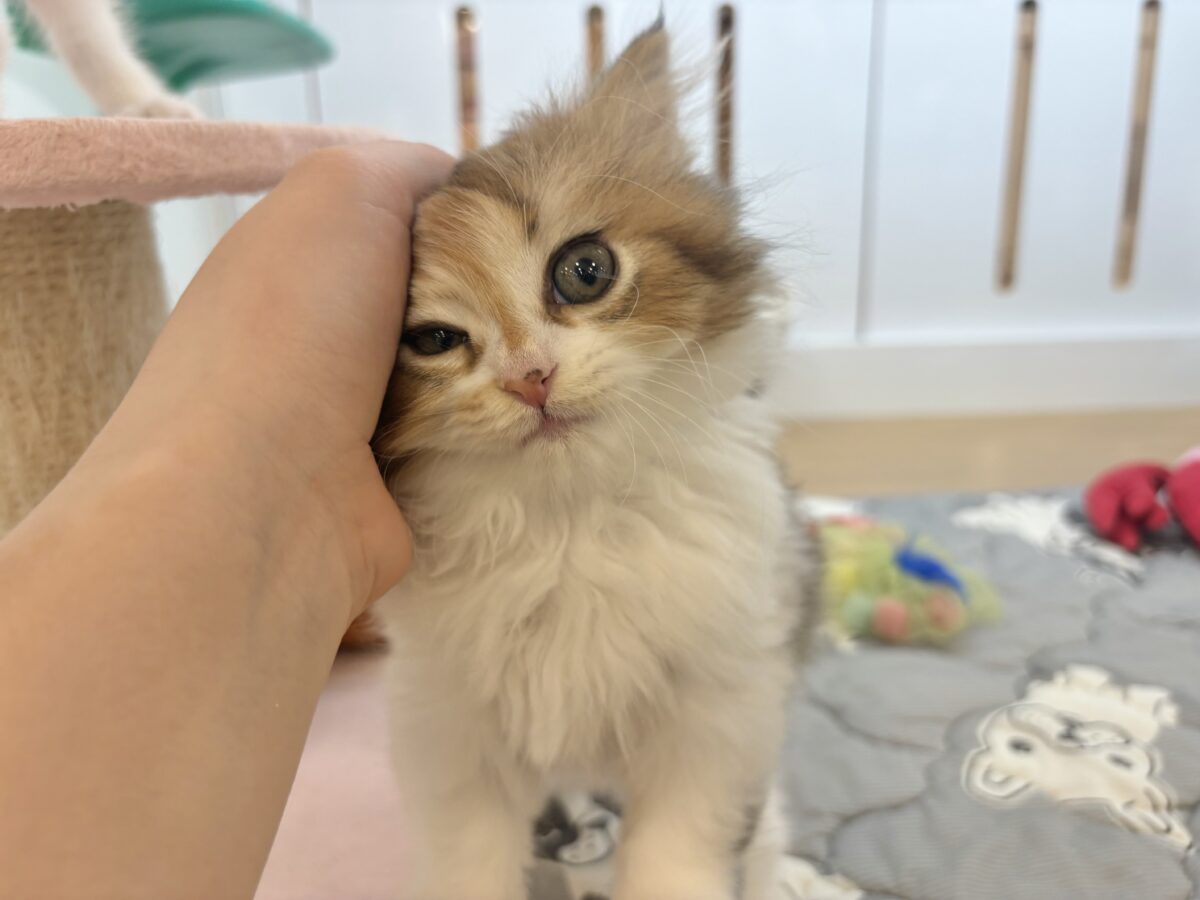 あざとさに乾杯〜♥ブリティッシュロングヘアーちゃん! ブリティッシュショートヘア