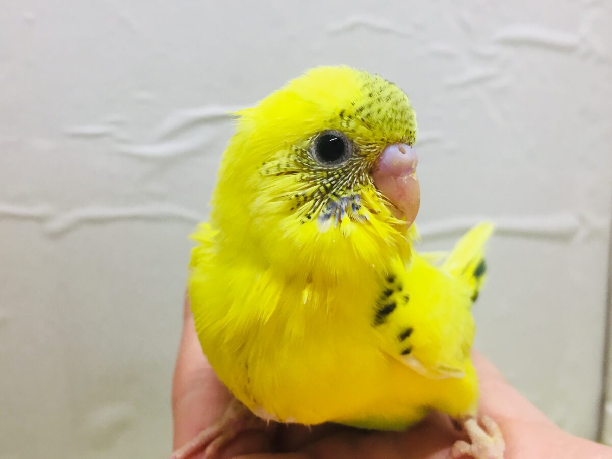 🌟🌟セキセイインコ(ハルクイン)🌟🌟 セキセイインコ