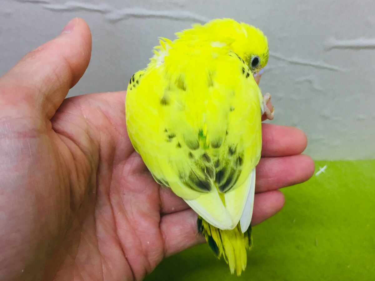 🌟🌟セキセイインコ(ハルクイン)🌟🌟 セキセイインコ