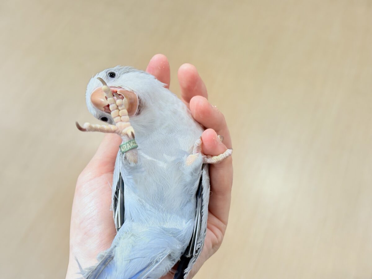 オキナインコ