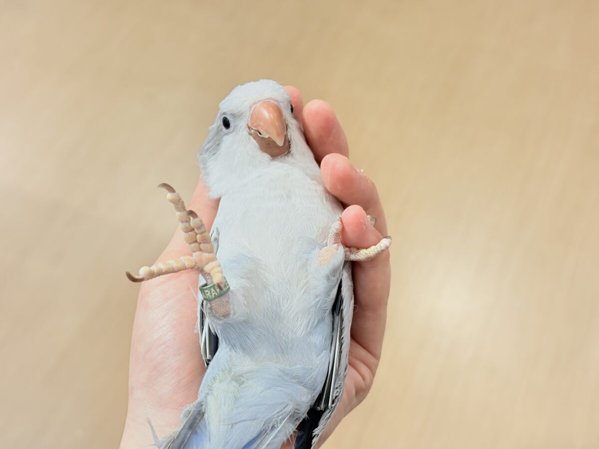 オキナインコ