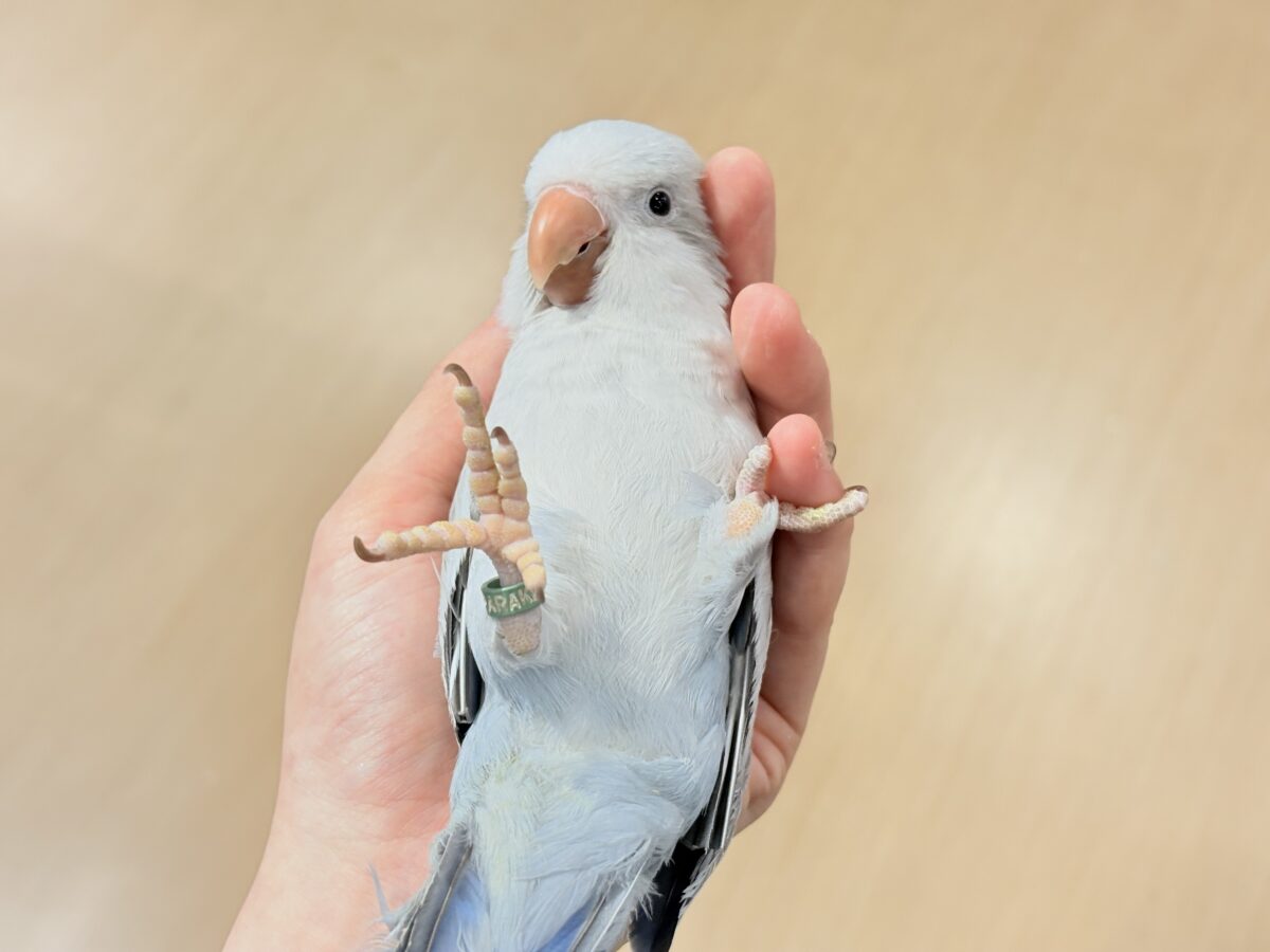 オキナインコ
