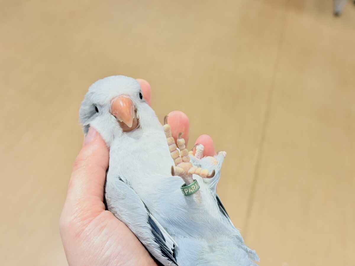 【最新画像更新🪄もうすぐひとり餌☆】誰より鳴くよ♬*°ウケケケケッ🐣🎶⸒⸒オキナインコ(コバルトオパーリン) ヒナ オキナインコ