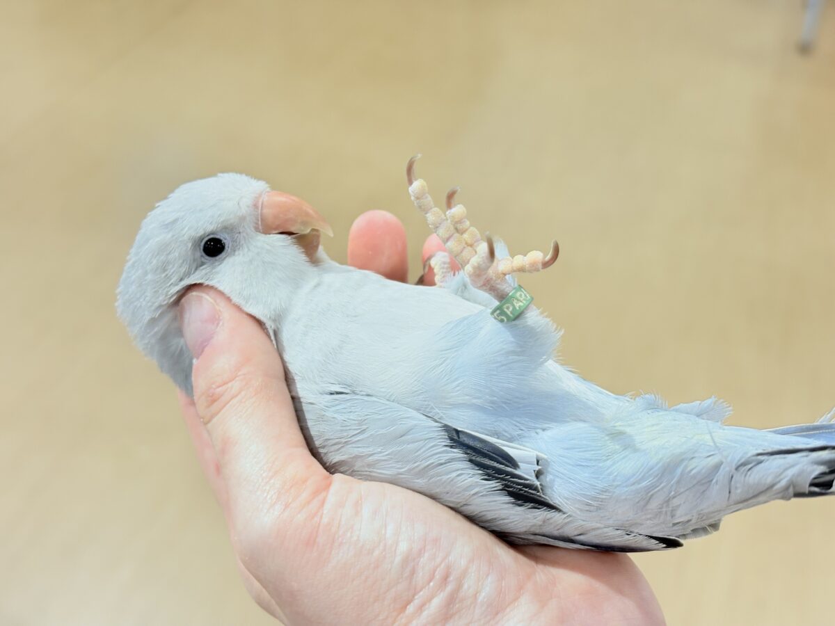 【最新画像更新🪄もうすぐひとり餌☆】誰より鳴くよ♬*°ウケケケケッ🐣🎶⸒⸒オキナインコ(コバルトオパーリン) ヒナ オキナインコ