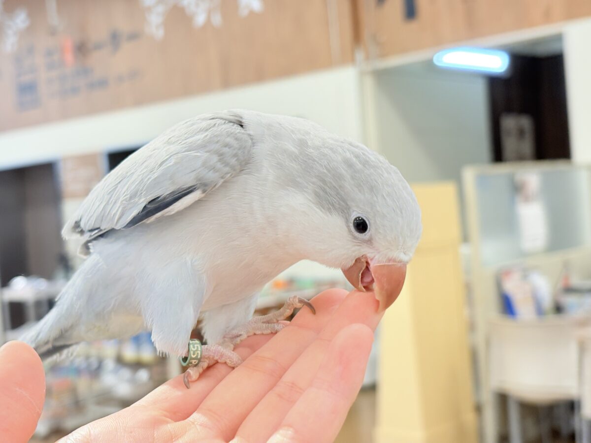 【最新画像更新🪄もうすぐひとり餌☆】誰より鳴くよ♬*°ウケケケケッ🐣🎶⸒⸒オキナインコ(コバルトオパーリン) ヒナ オキナインコ