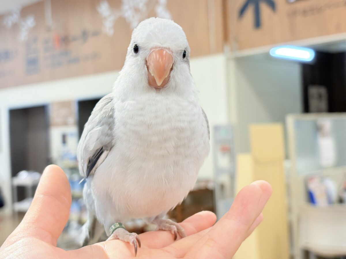 オキナインコ