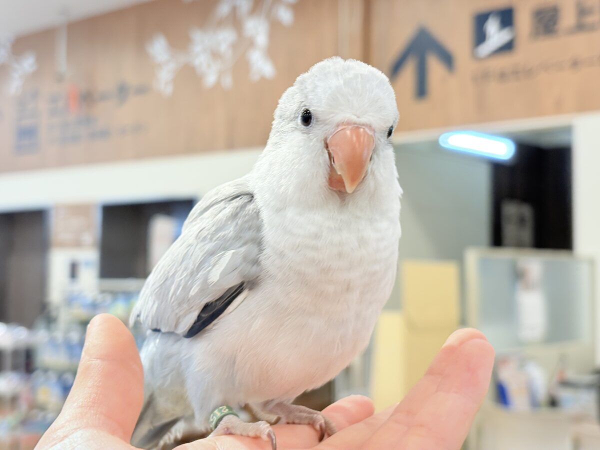 【最新画像更新🪄もうすぐひとり餌☆】誰より鳴くよ♬*°ウケケケケッ🐣🎶⸒⸒オキナインコ(コバルトオパーリン) ヒナ オキナインコ