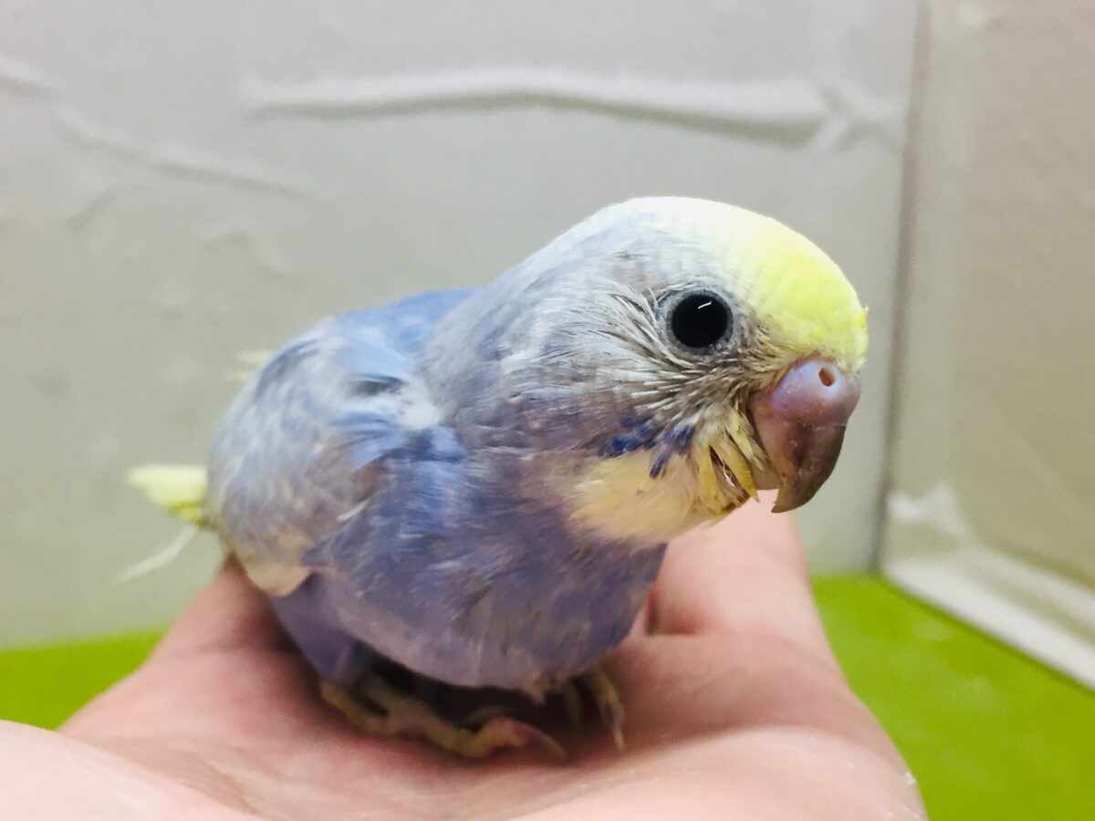 美しいセキセイちゃんがやってきましたー(*’▽’)🌈🌈 セキセイインコ(レインボー系) セキセイインコ