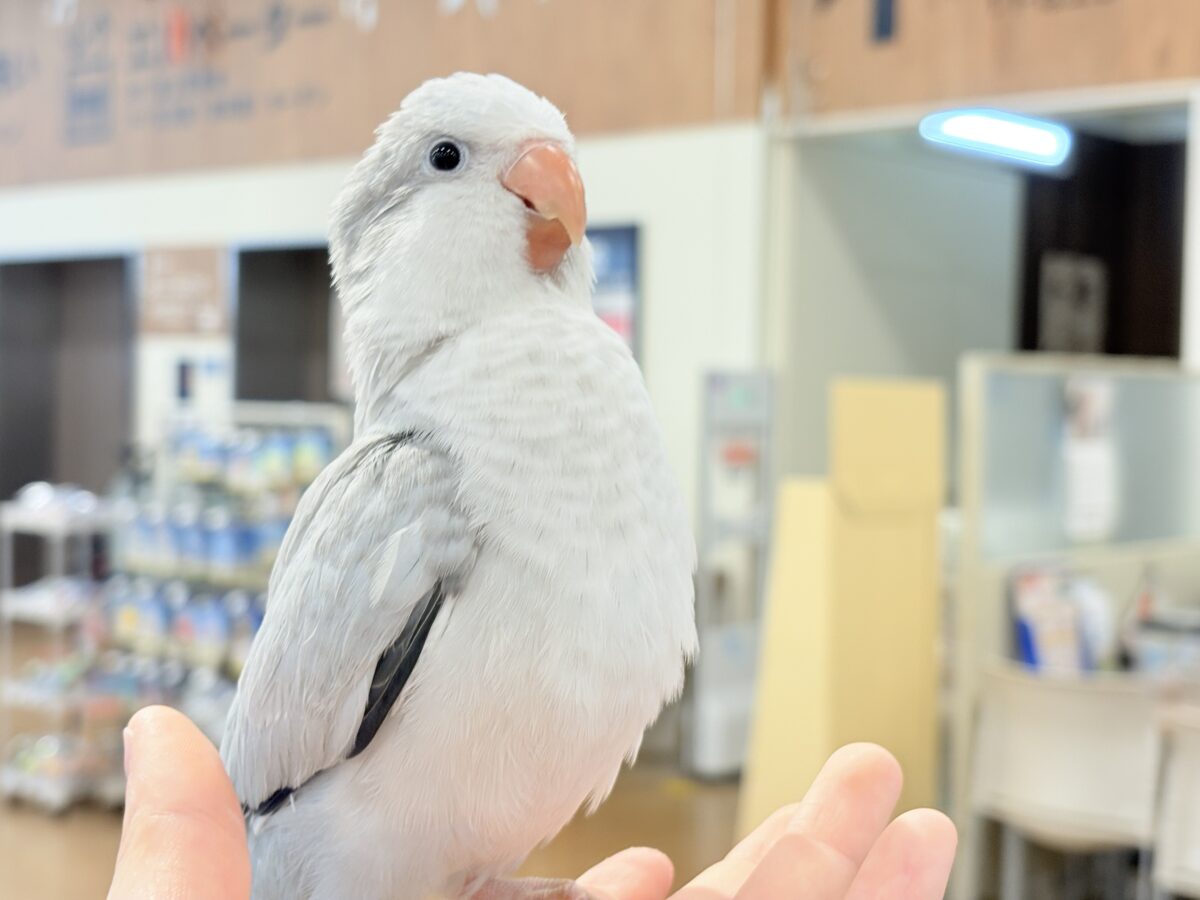 【最新画像更新🪄もうすぐひとり餌☆】誰より鳴くよ♬*°ウケケケケッ🐣🎶⸒⸒オキナインコ(コバルトオパーリン) ヒナ オキナインコ