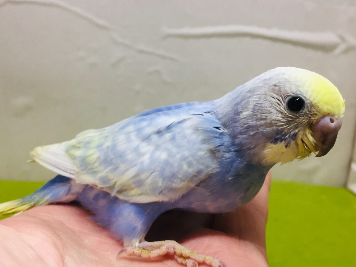 美しいセキセイちゃんがやってきましたー(*’▽’)🌈🌈 セキセイインコ(レインボー系) セキセイインコ