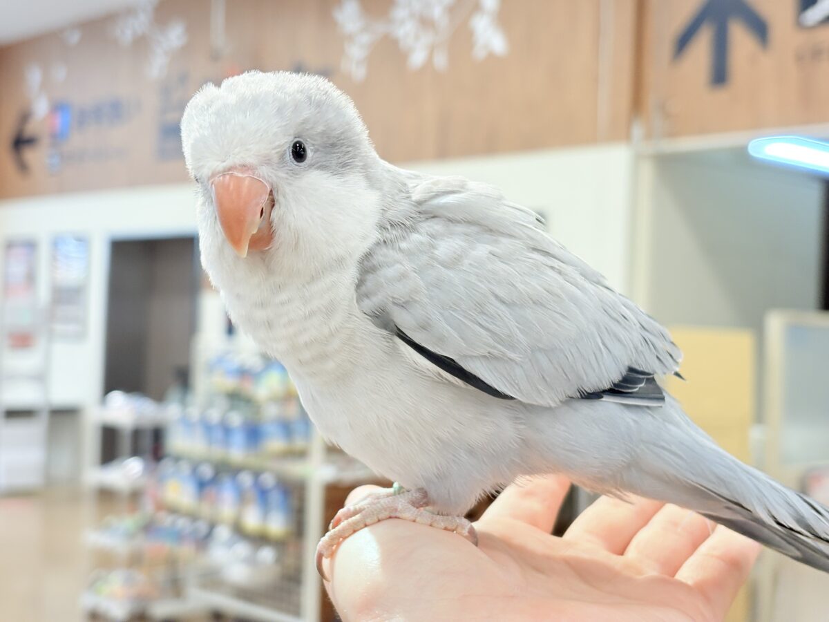 オキナインコ