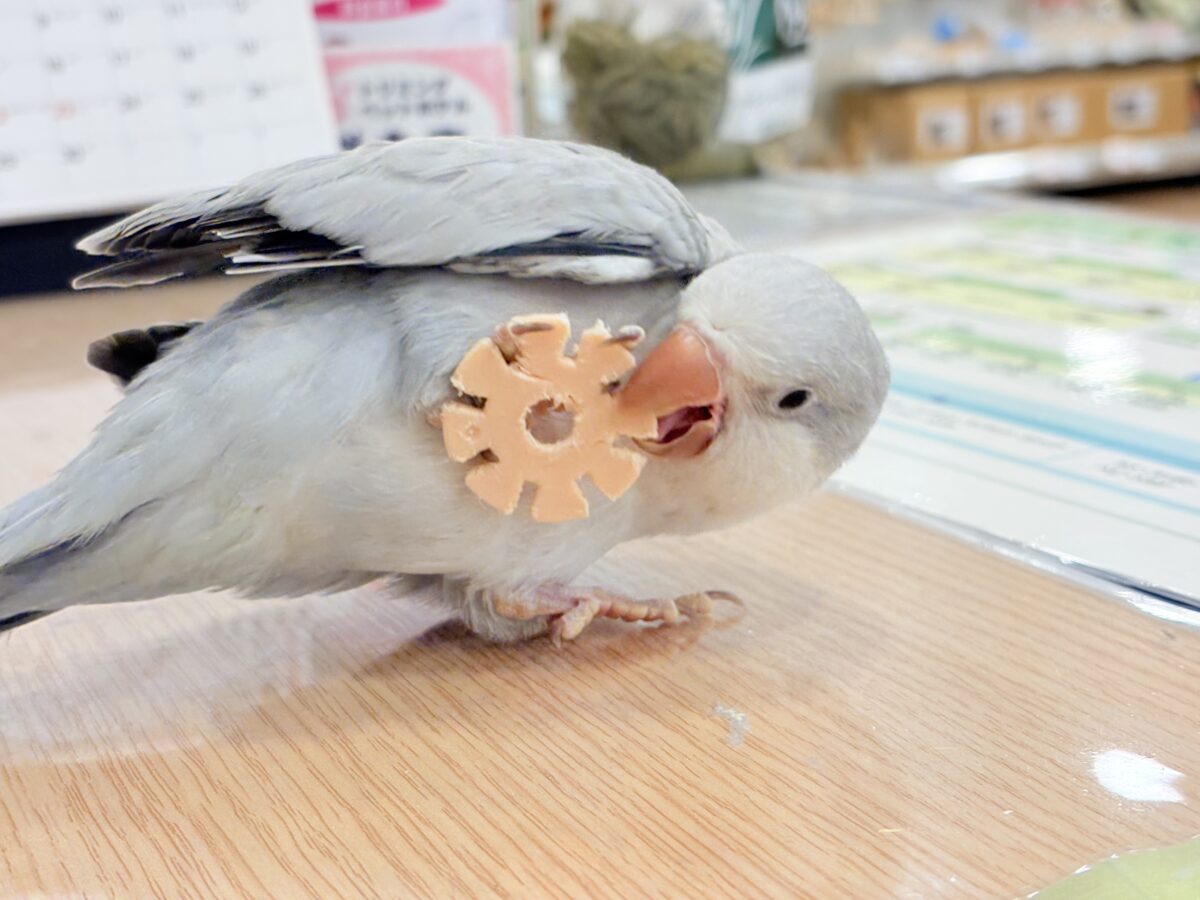 【最新画像更新🪄もうすぐひとり餌☆】誰より鳴くよ♬*°ウケケケケッ🐣🎶⸒⸒オキナインコ(コバルトオパーリン) ヒナ オキナインコ