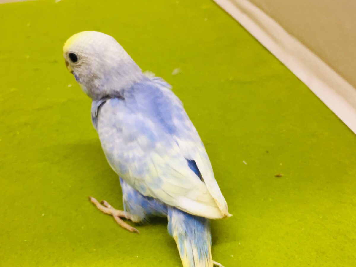 美しいセキセイちゃんがやってきましたー(*’▽’)🌈🌈 セキセイインコ(レインボー系) セキセイインコ