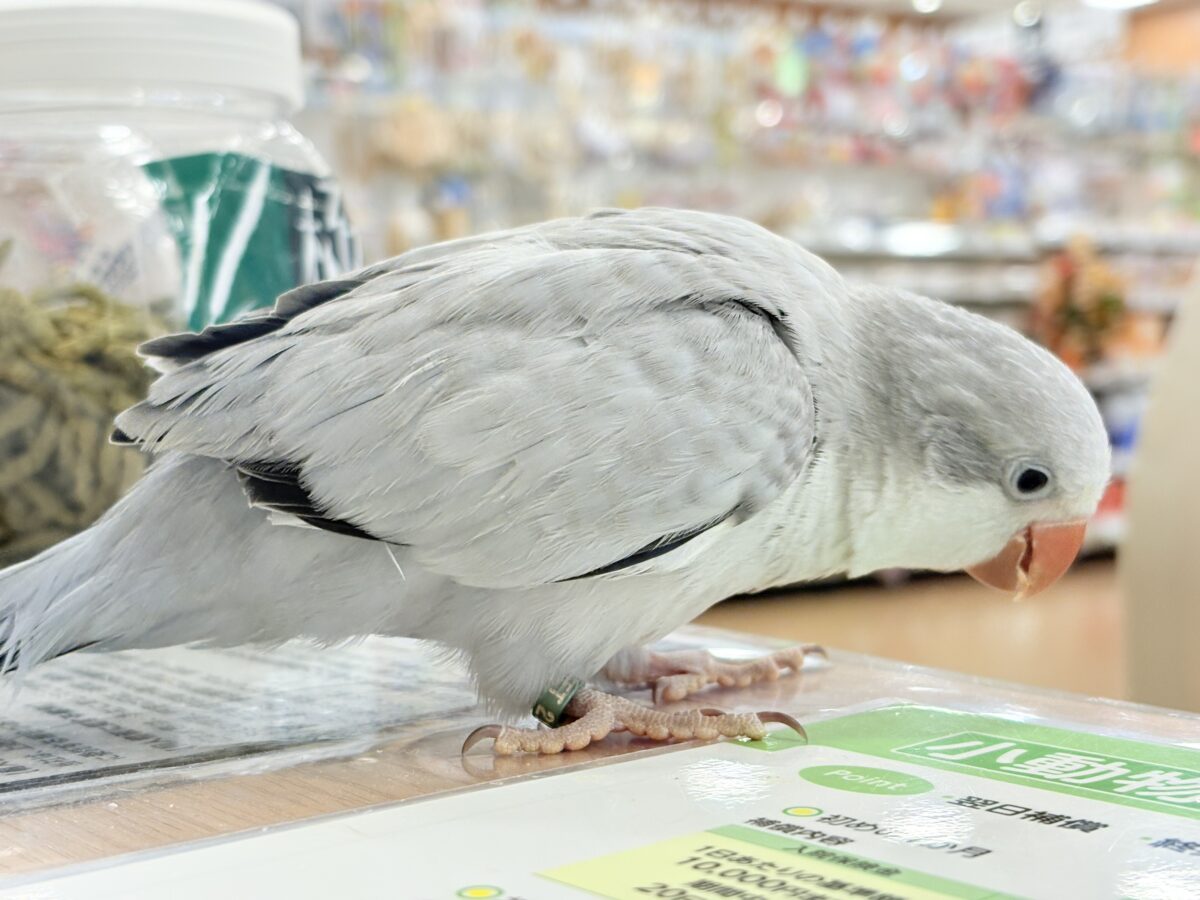 オキナインコ