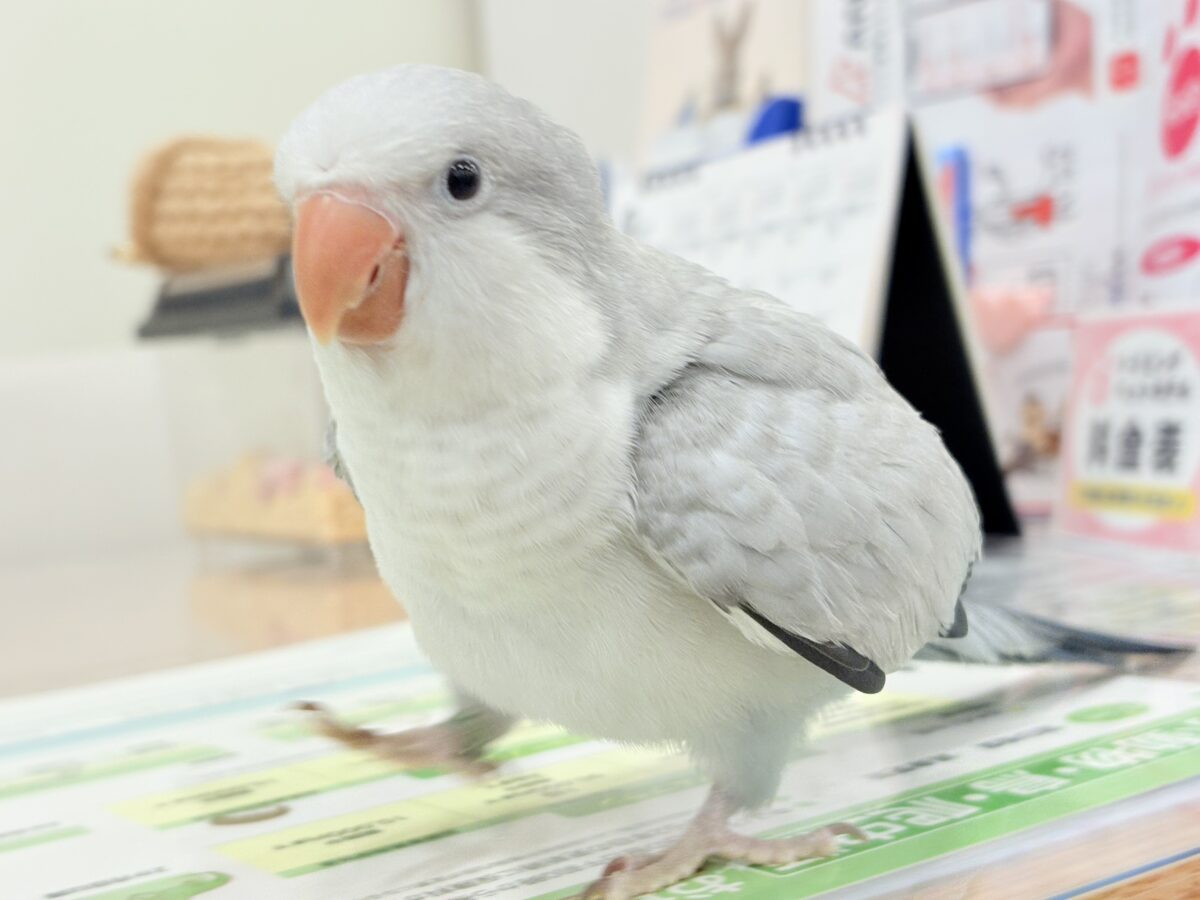 【最新画像更新🪄もうすぐひとり餌☆】誰より鳴くよ♬*°ウケケケケッ🐣🎶⸒⸒オキナインコ(コバルトオパーリン) ヒナ オキナインコ