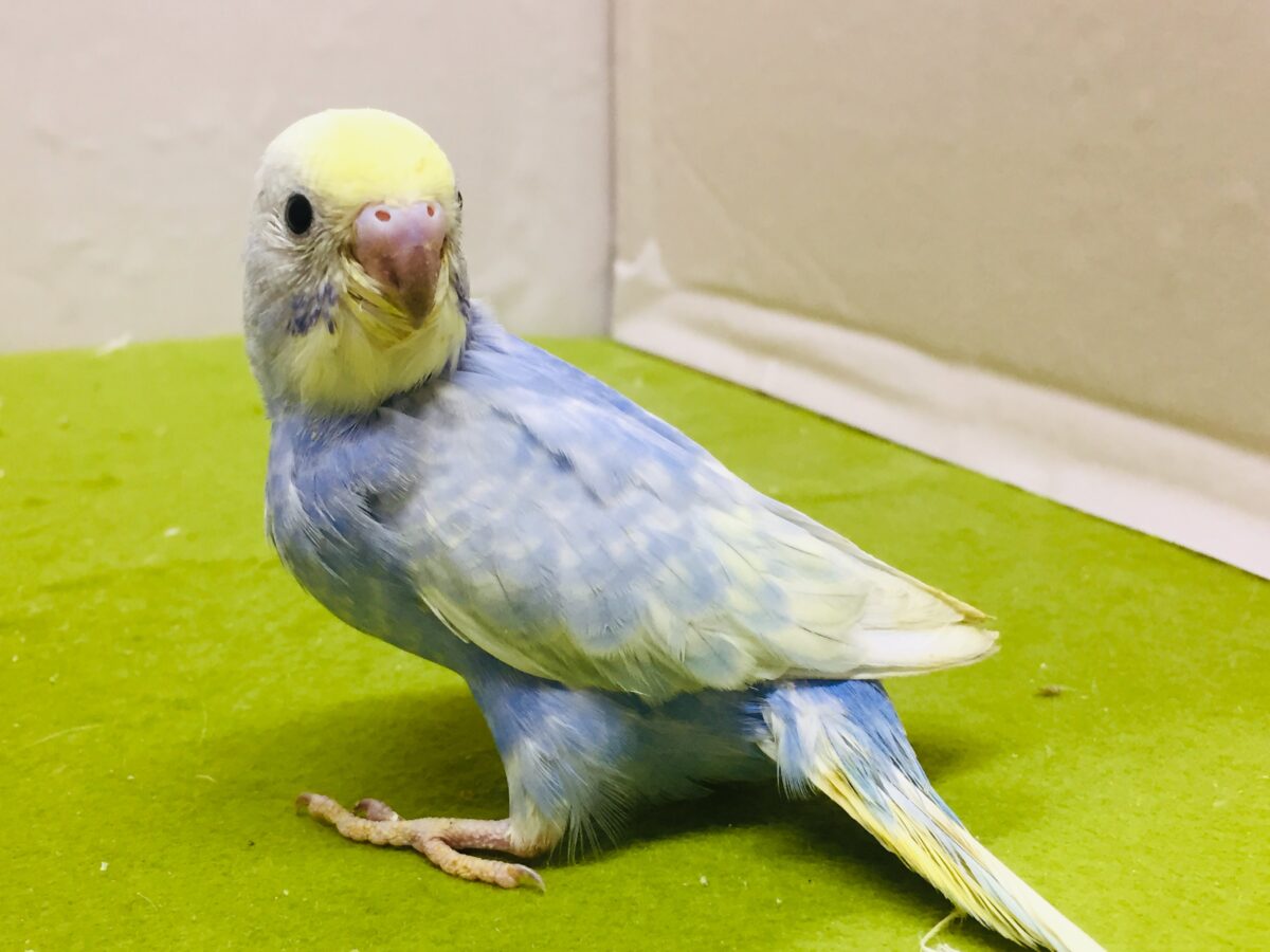 美しいセキセイちゃんがやってきましたー(*’▽’)🌈🌈 セキセイインコ(レインボー系) セキセイインコ