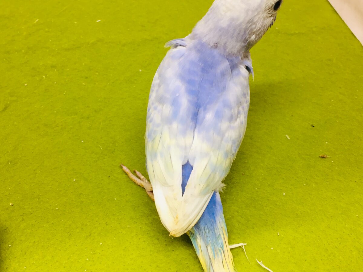 美しいセキセイちゃんがやってきましたー(*’▽’)🌈🌈 セキセイインコ(レインボー系) セキセイインコ