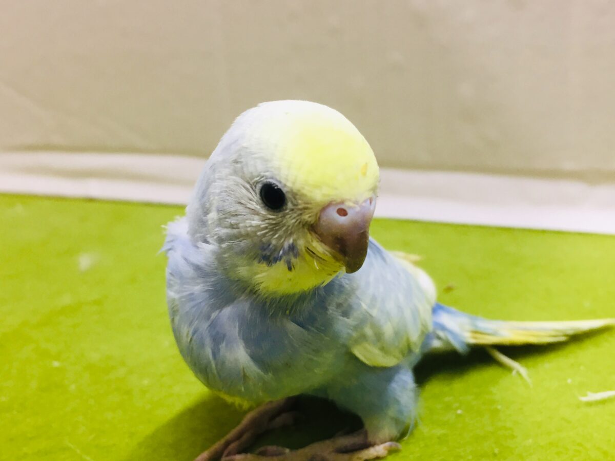 美しいセキセイちゃんがやってきましたー(*’▽’)🌈🌈 セキセイインコ(レインボー系) セキセイインコ
