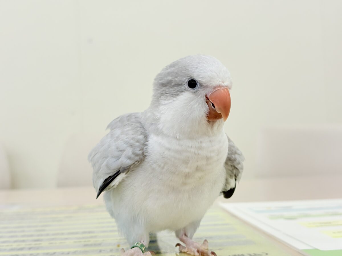 【最新画像更新🪄もうすぐひとり餌☆】誰より鳴くよ♬*°ウケケケケッ🐣🎶⸒⸒オキナインコ(コバルトオパーリン) ヒナ オキナインコ