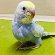 美しいセキセイちゃんがやってきましたー(*’▽’)🌈🌈　セキセイインコ（レインボー系）