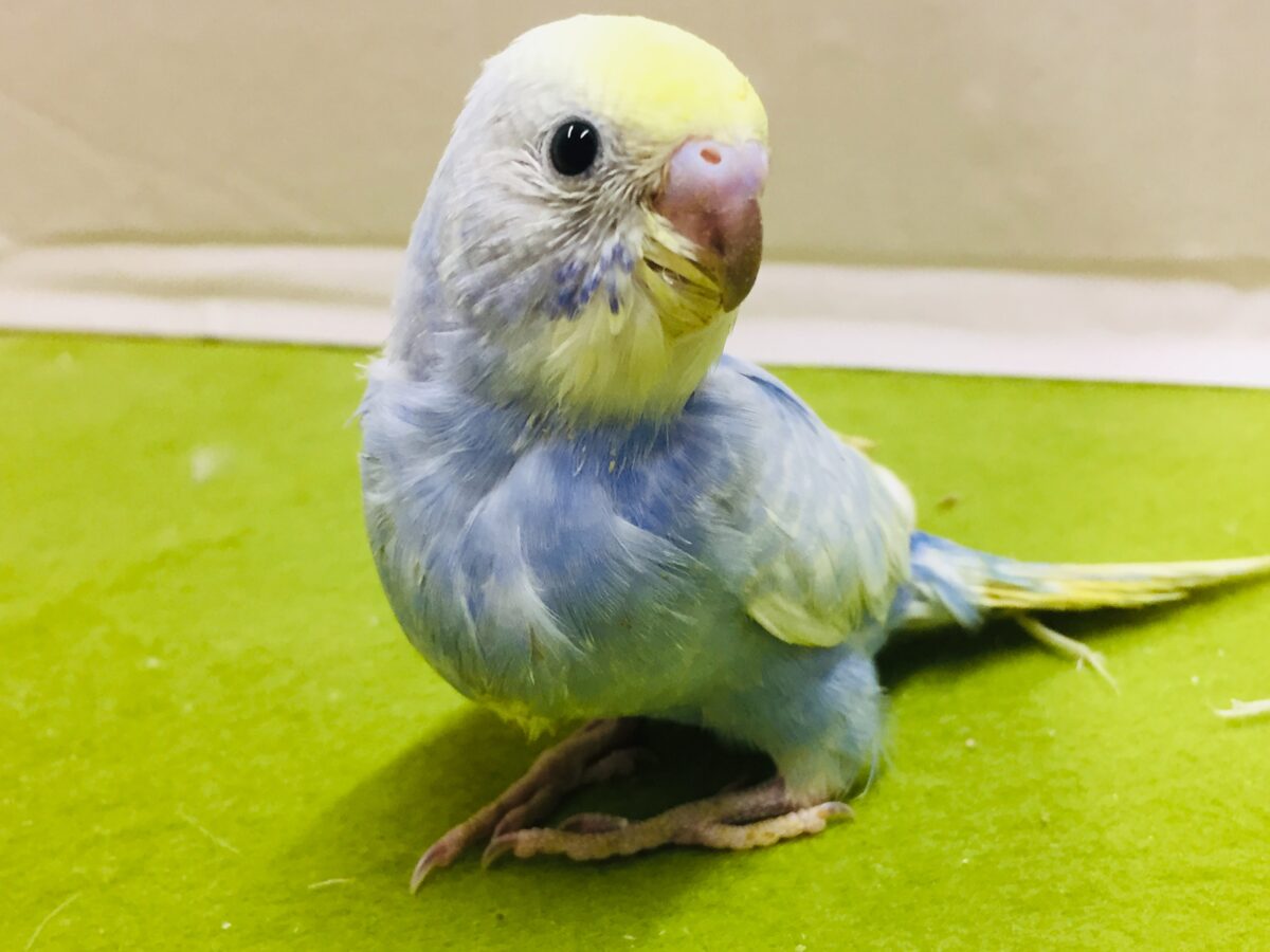 美しいセキセイちゃんがやってきましたー(*’▽’)🌈🌈 セキセイインコ(レインボー系) セキセイインコ