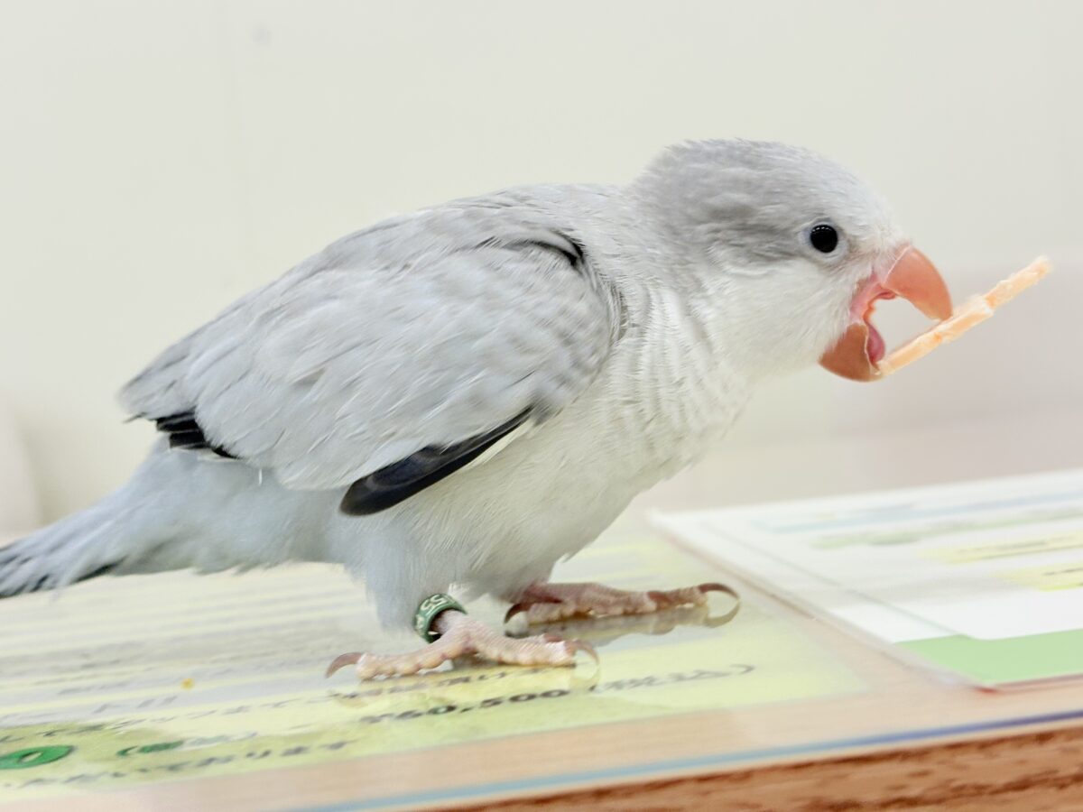 オキナインコ