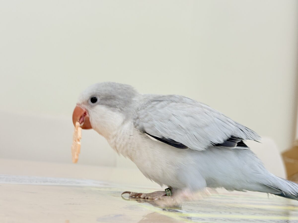 【最新画像更新🪄もうすぐひとり餌☆】誰より鳴くよ♬*°ウケケケケッ🐣🎶⸒⸒オキナインコ(コバルトオパーリン) ヒナ オキナインコ