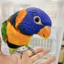 【最新画像🆙】いつでも陽気なエンターテイナー💃🔥ゴシキセイガイインコ🌈🌈