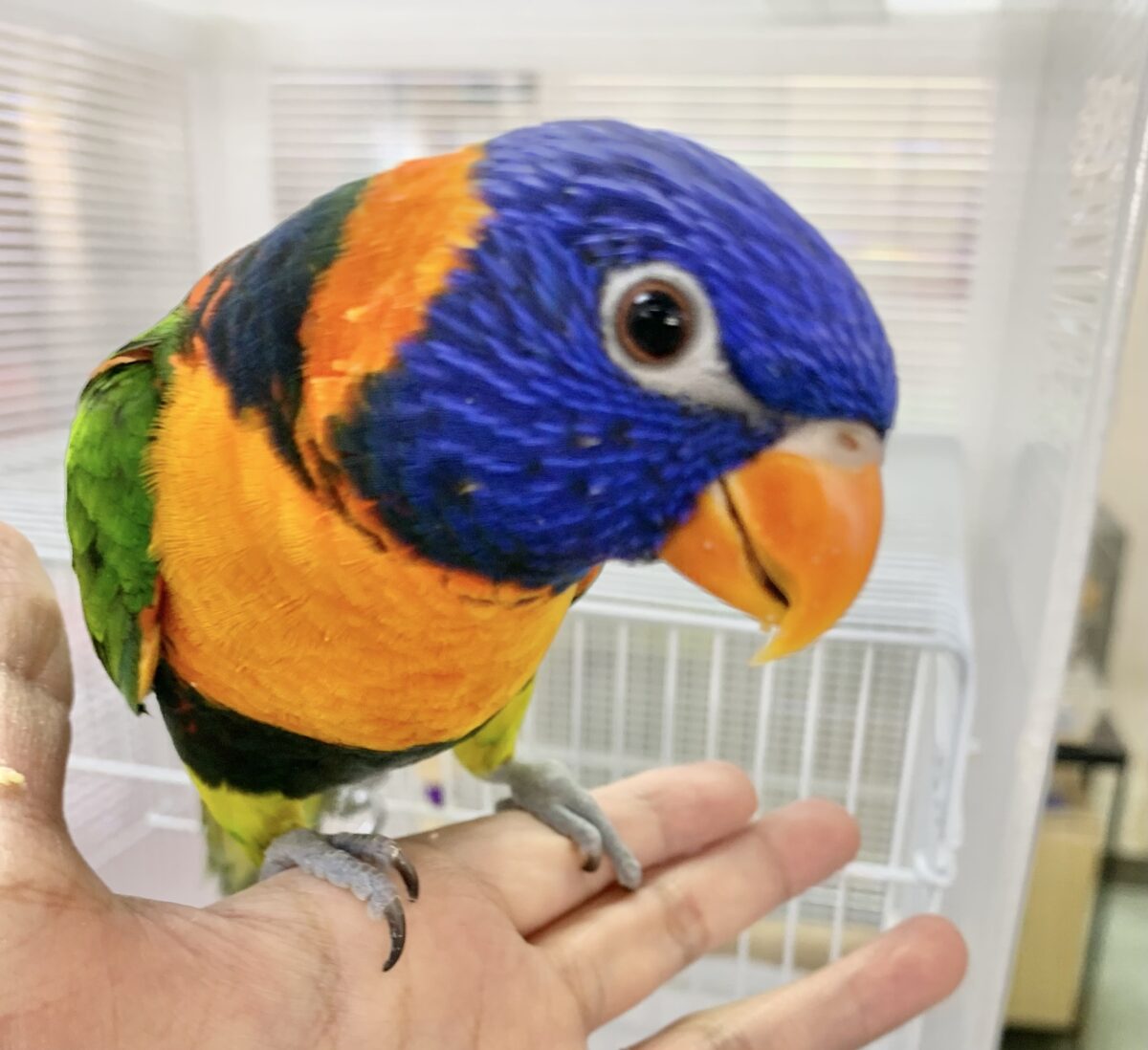 【最新画像🆙】いつでも陽気なエンターテイナー💃🔥ゴシキセイガイインコ🌈🌈 ゴシキセイガイインコ