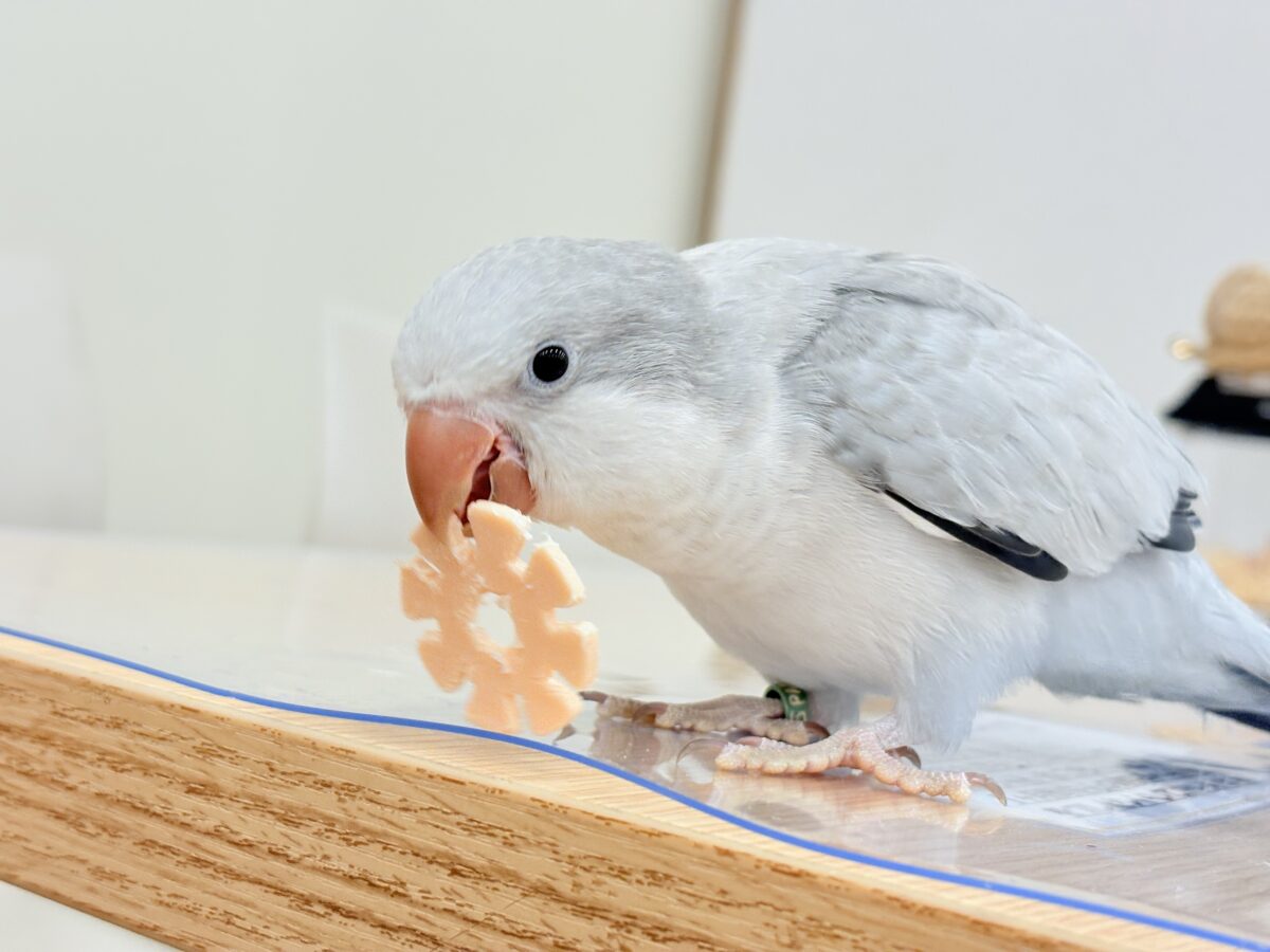 【最新画像更新🪄もうすぐひとり餌☆】誰より鳴くよ♬*°ウケケケケッ🐣🎶⸒⸒オキナインコ(コバルトオパーリン) ヒナ オキナインコ
