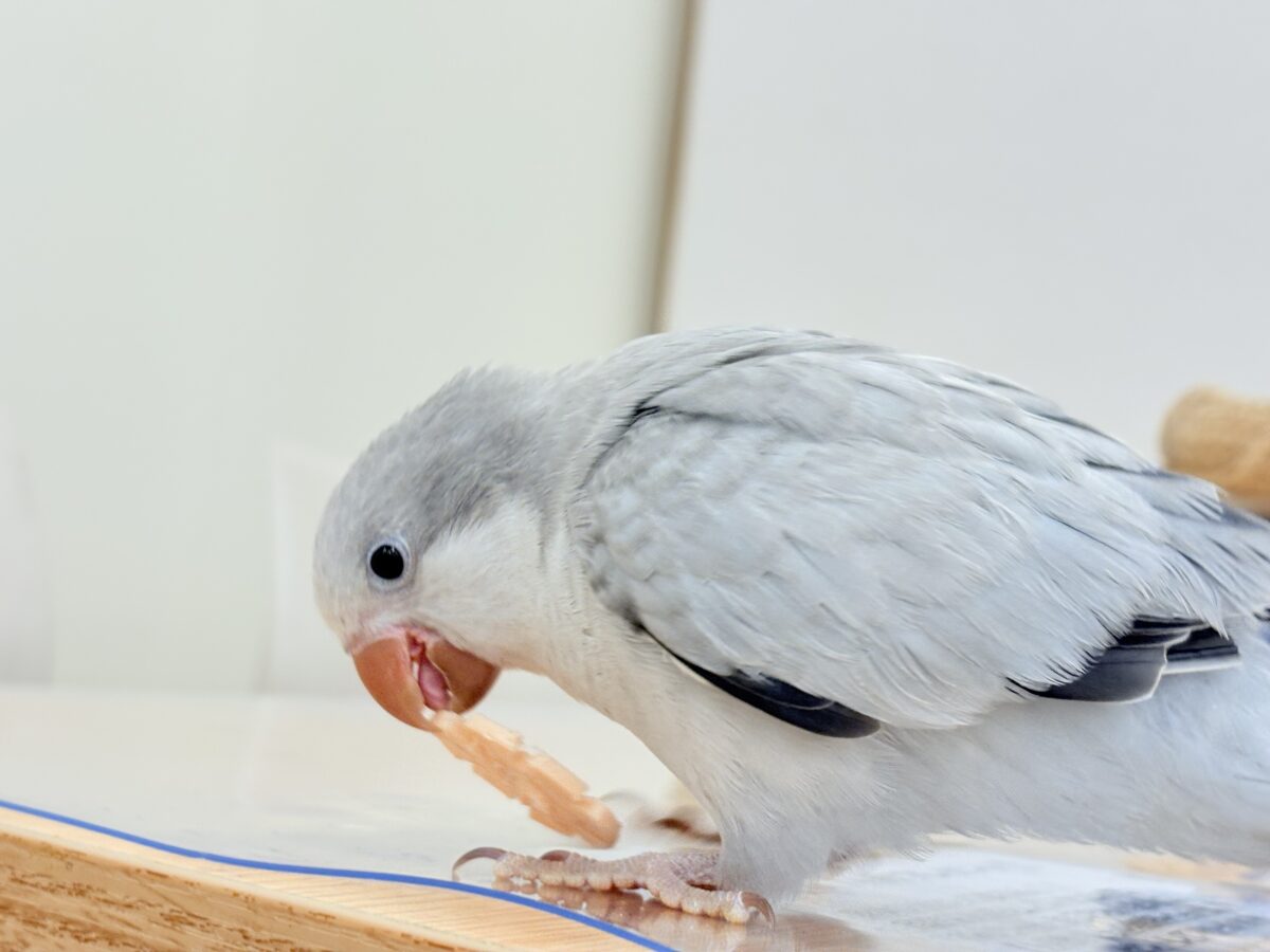 【最新画像更新🪄もうすぐひとり餌☆】誰より鳴くよ♬*°ウケケケケッ🐣🎶⸒⸒オキナインコ(コバルトオパーリン) ヒナ オキナインコ