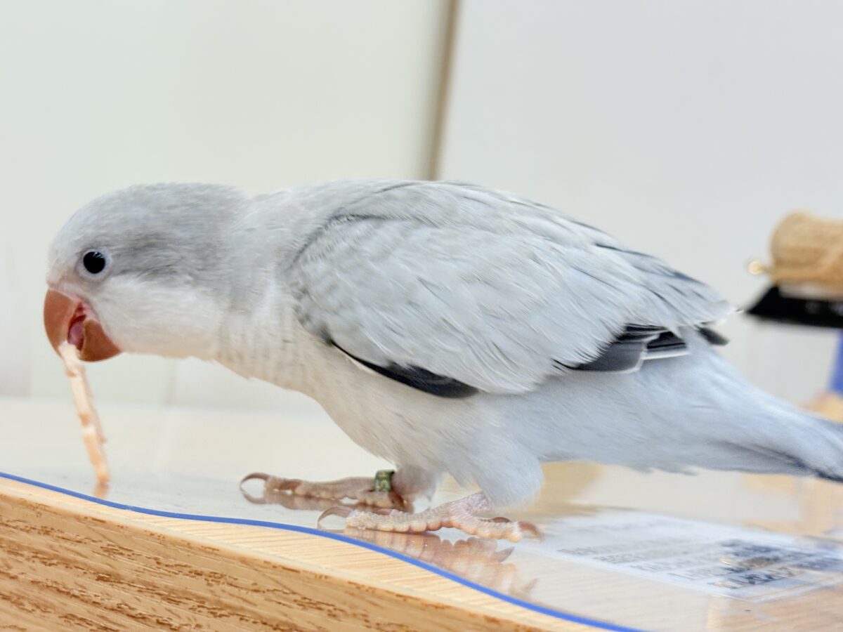 オキナインコ
