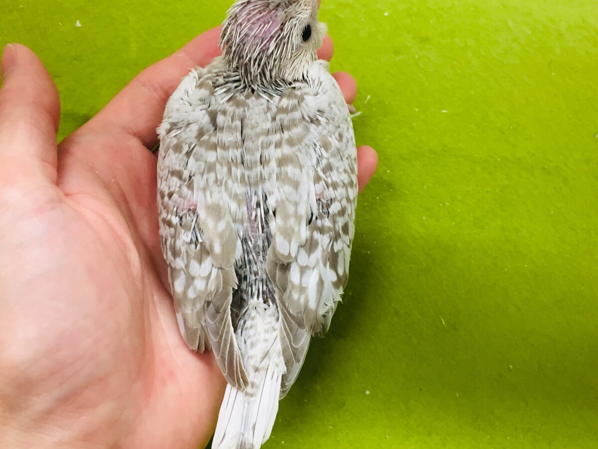 久々入舎!!ホワイトフェイスシナモンパールカラーのオカメちゃんがやってきましたー(*’▽’)🌟🌟 オカメインコ オカメインコ