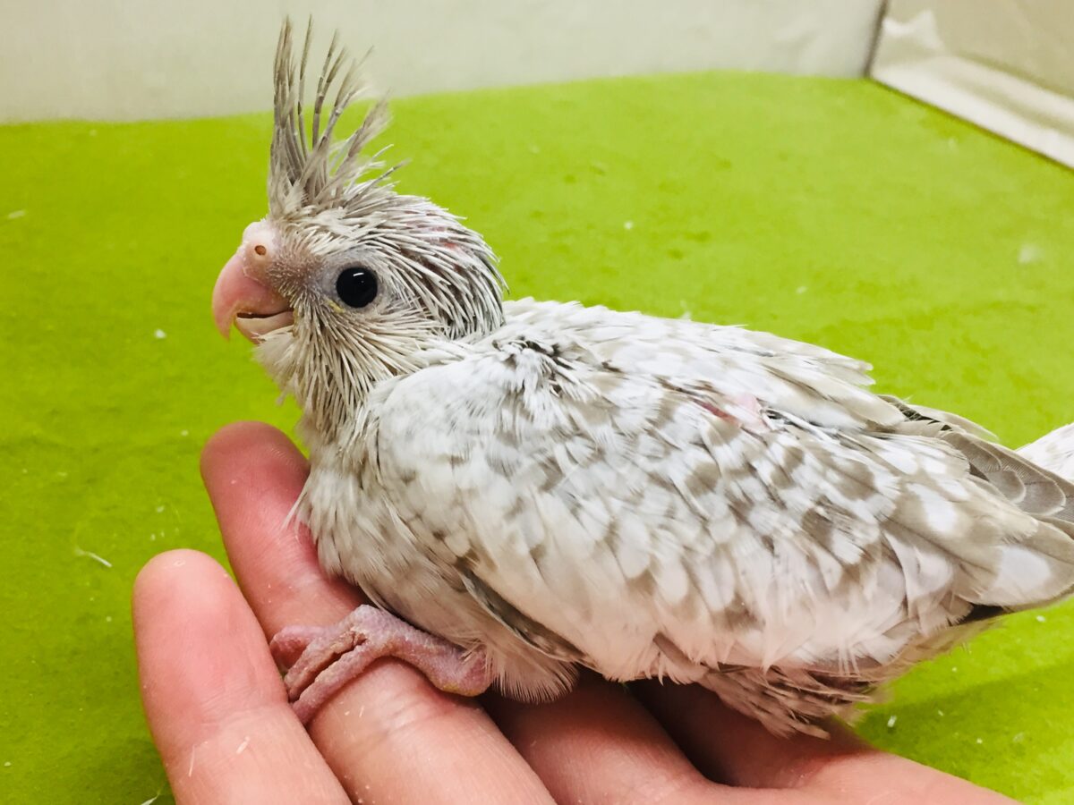 久々入舎!!ホワイトフェイスシナモンパールカラーのオカメちゃんがやってきましたー(*’▽’)🌟🌟 オカメインコ オカメインコ