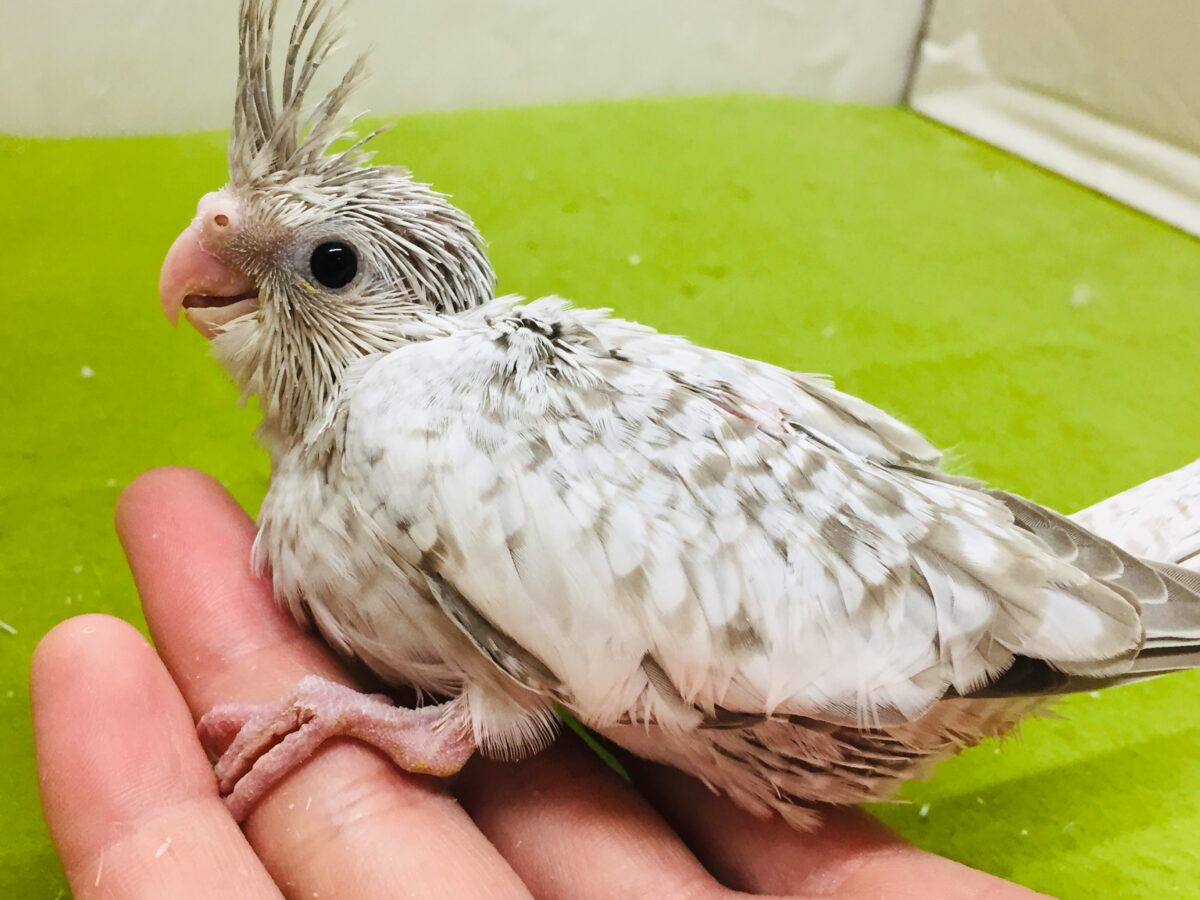 久々入舎!!ホワイトフェイスシナモンパールカラーのオカメちゃんがやってきましたー(*’▽’)🌟🌟 オカメインコ オカメインコ